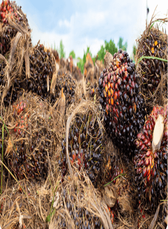 palm-oil-farming-processing