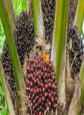 palm-oil-farming-processing