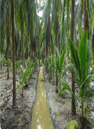 palm-oil-farming-processing