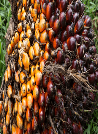 palm-oil-farming-processing