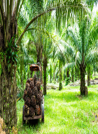 palm-oil-farming-processing