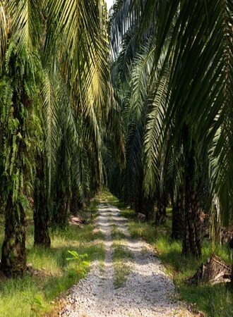 palm-oil-farming-processing