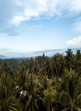 palm-oil-farming-processing