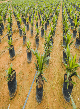 palm-oil-farming-processing
