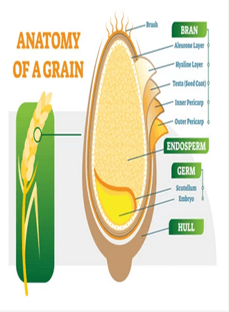 wheat-flour-production