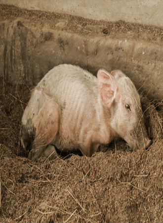 foot-mouth-disease-prevention