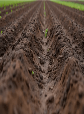wheat-farming-nigeria