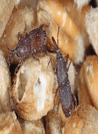 wheat-farming-nigeria