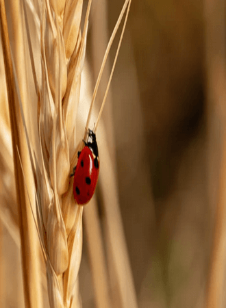 wheat-farming-nigeria