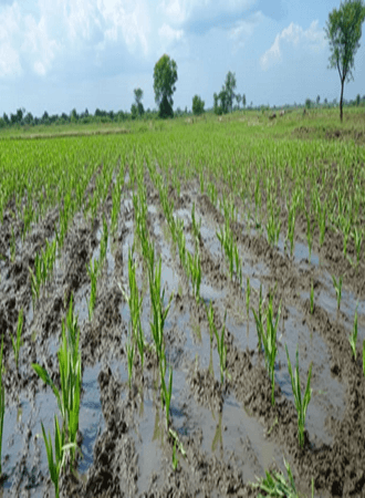 wheat-farming-nigeria