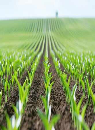 wheat-farming-nigeria