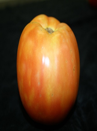 greenhouse-tomato-disease-problems