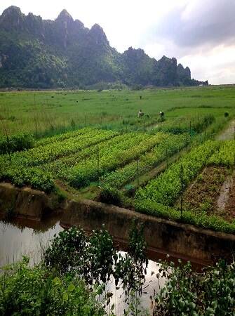 Successful-rice-farming-guidelines