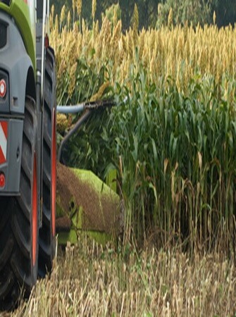 sorghum-farming-processing-exporting