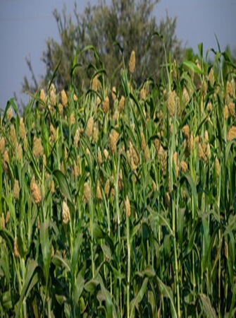 sorghum-farming-processing-exporting
