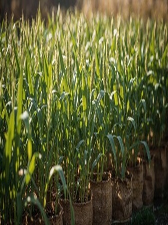 sorghum-farming-processing-exporting