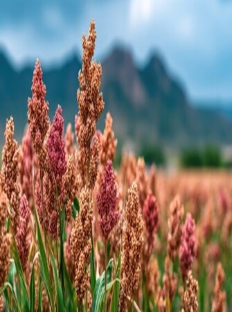 sorghum-farming-processing-exporting
