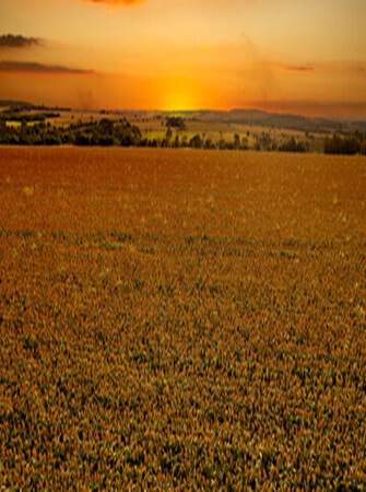 sorghum-farming-processing-exporting
