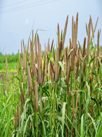 sorghum-farming-processing-exporting