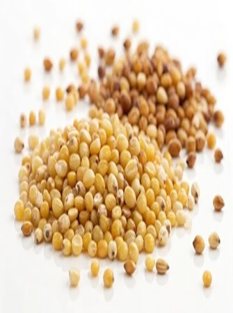sorghum-farming-processing-exporting