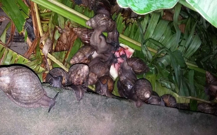 Snail farming in Nigeria