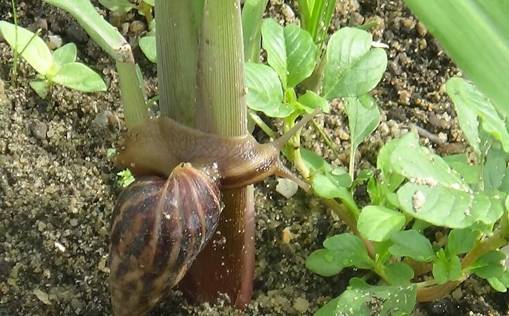 West AFrican Giant Snail