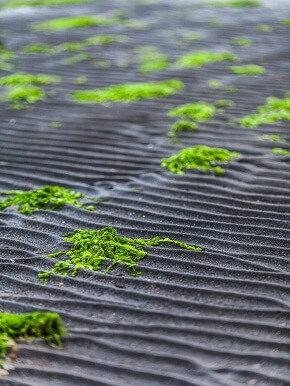 greenhouse-weed-management