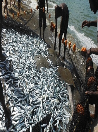 fish-farming-species-system