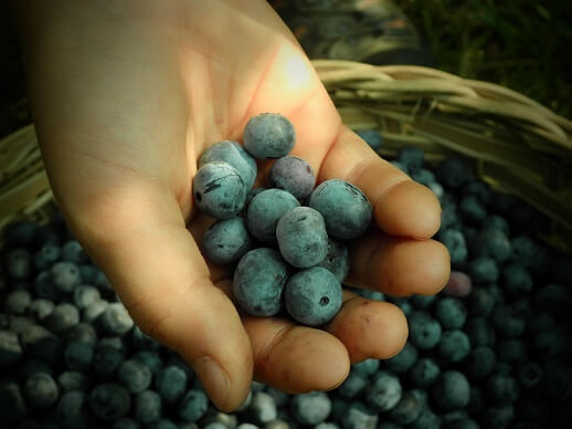 Fruit Basket