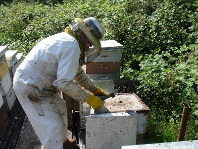 honey-bee-farming