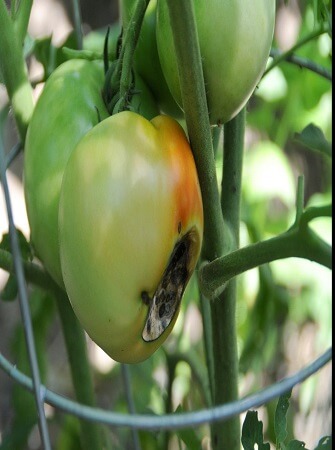 greenhouse-tomato-disease-problems