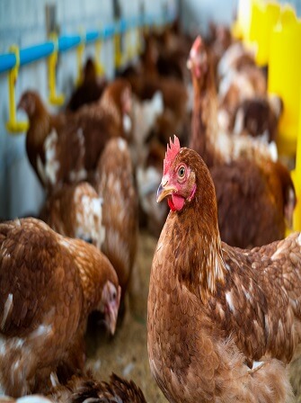 poultry-housing-systems