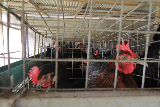 Poultry Cage