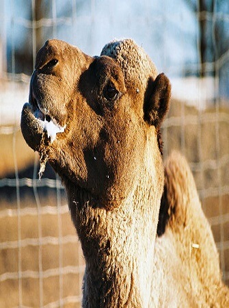 camel-farm-management