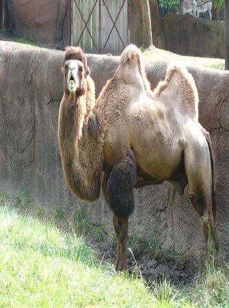 camel-farm-management