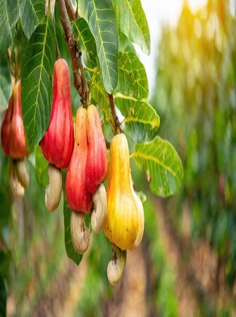 cashew-farming-processing-exporting-nigeria