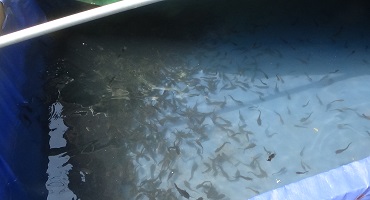 online-fish-farming-training