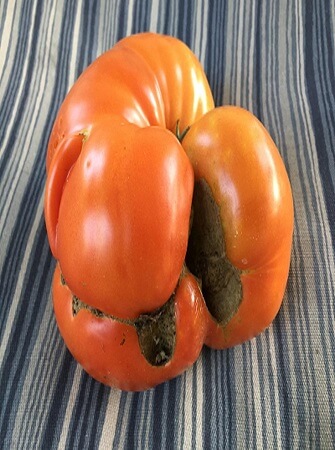 greenhouse-tomato-disease-problems