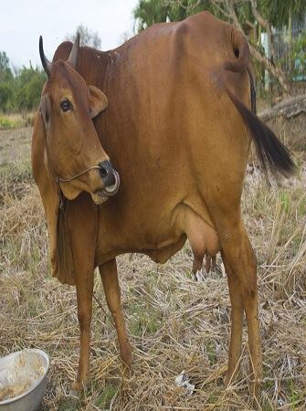 cattle-artificial-insemination