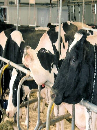 cattle-artificial-insemination