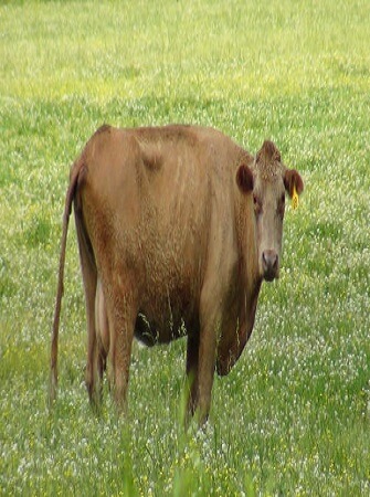 breeds-of-cattle