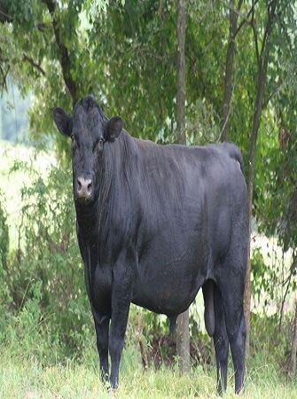 breeds-of-cattle