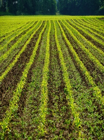 natural-fertilizer-pesticide-solutions-agriculture
