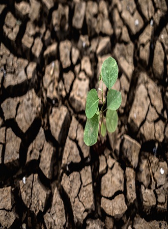 importance-crop-insurance