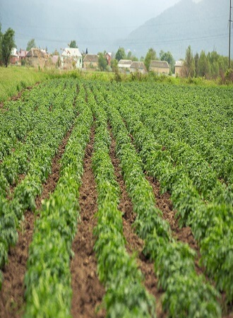 importance-crop-insurance