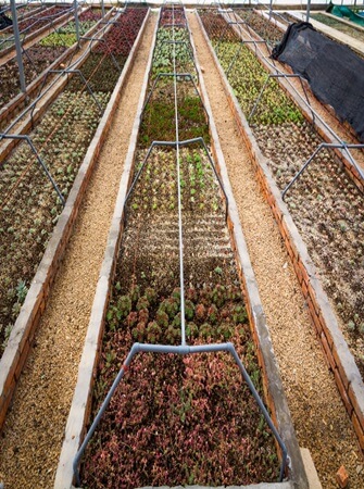 natural-fertilizer-pesticide-solutions-agriculture