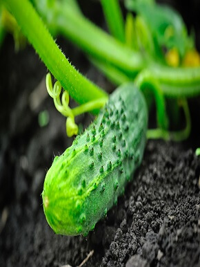 greenhouse-disease-management