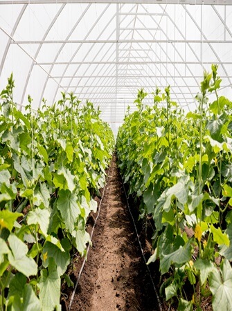 health-benefits-cucumber-farming