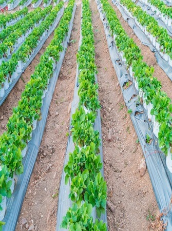 health-benefits-cucumber-farming