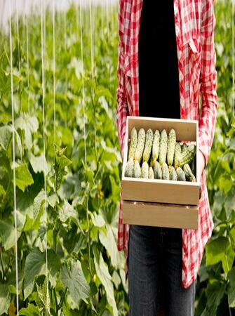 health-benefits-cucumber-farming